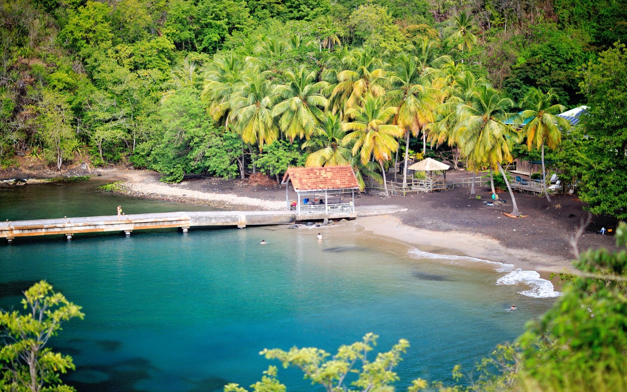 Végétation tropicale Martinique