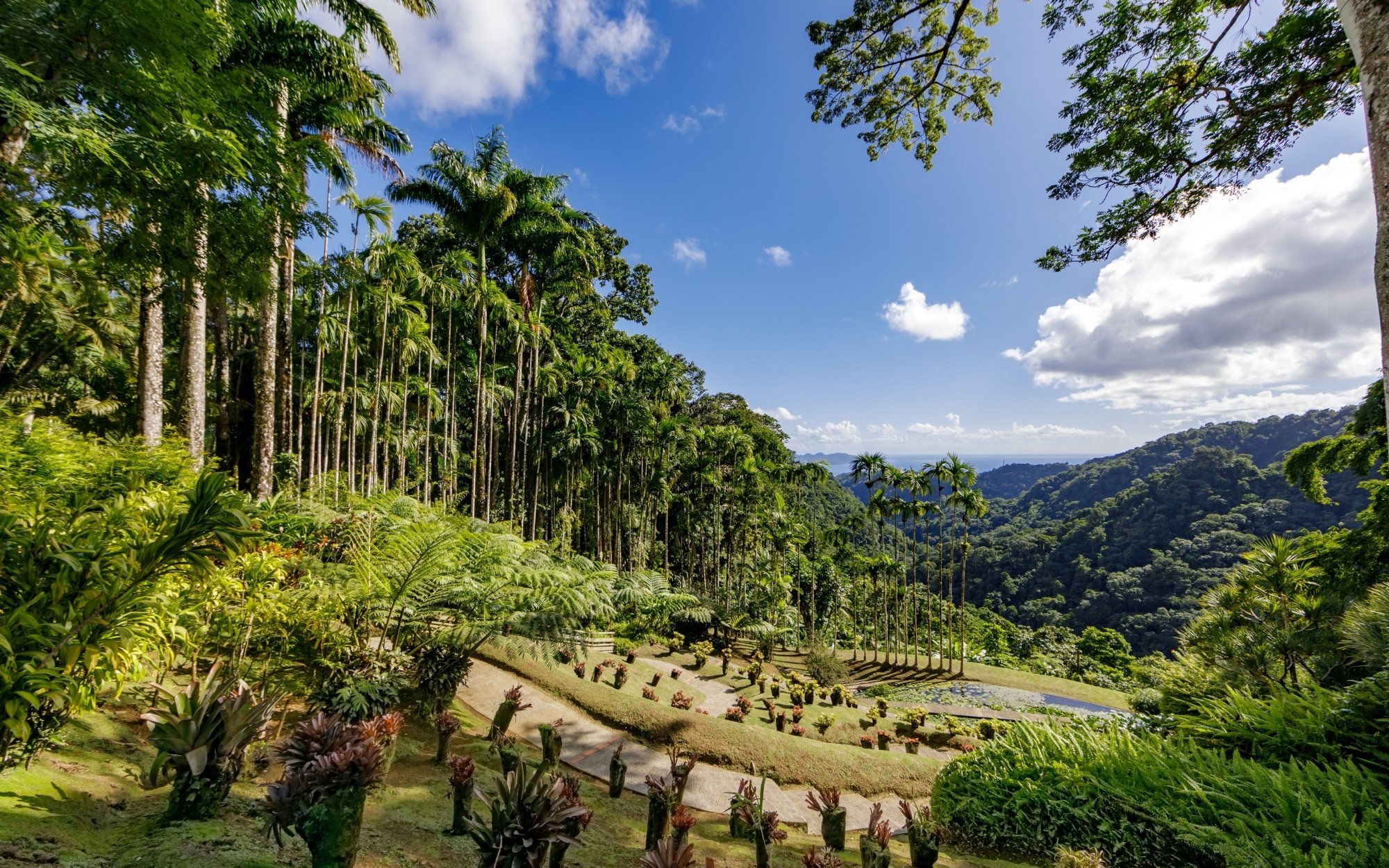 Végétation tropicale